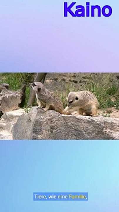 Erdmännchen
