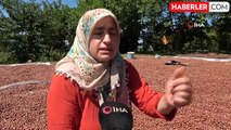 Ordu'da kahverengi kokarca fındığı vurdu