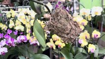 Revive Orchid Roots Instantly with This Magical Planting Method