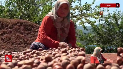 Ordu'da kahverengi kokarca kabusu: Fındık üreticisi çaresiz