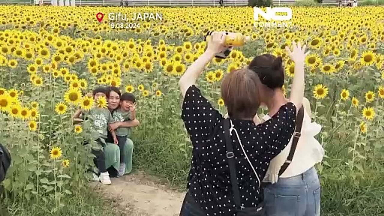 No Comment: In Japan fährt der Zug 'Doctor Yellow' durch ein Sonnenblumenfeld