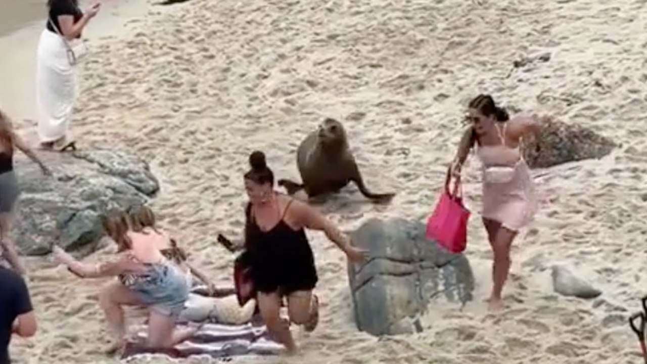 Seelöwen jagen verängstigte Strandbesucher