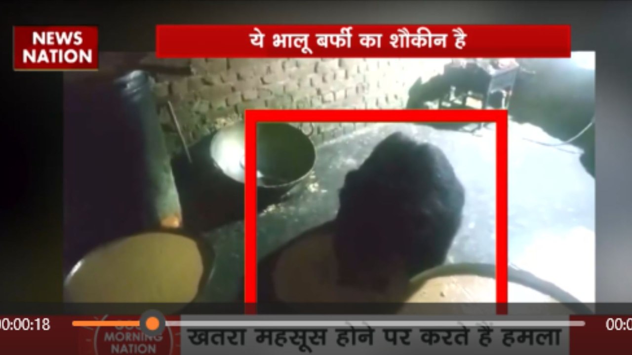 भालू आया... फ्रिज खोलकर दूध उड़ाया