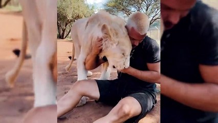 Part of the Lion Pride - Dean Schneider living with lions