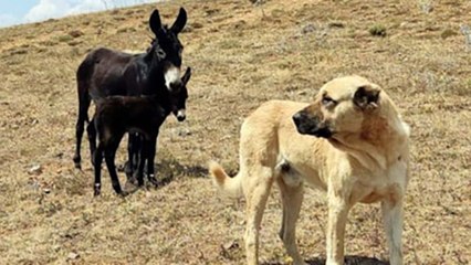 'O gerçek bir kral'