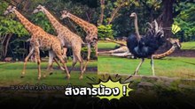 ชาวเน็ตสงสาร ! น้องยีราฟตกใจเพื่อน ล้มตึงโชว์คนที่เข้าไปชมสวนสัตว์