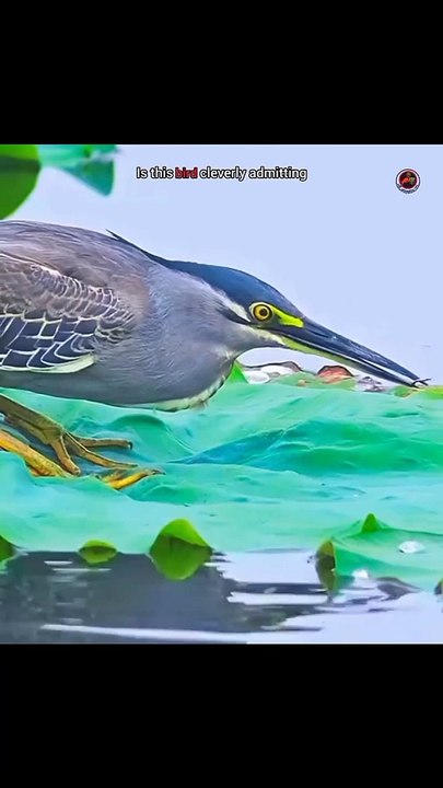 Clever Bird,, it is a Hunter and intelligent, catch the fish and eat it