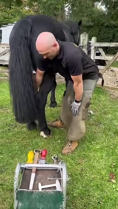 A_lot_of_mud_in_this_hoof!_#asmr_#farrier_#shorts_#satisfying_#tiktok(480p)