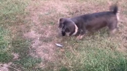 Hilarious moment as adorable Dachshund tries to conquer its fear of feathers