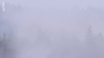 Der Wald der wilden Katzen