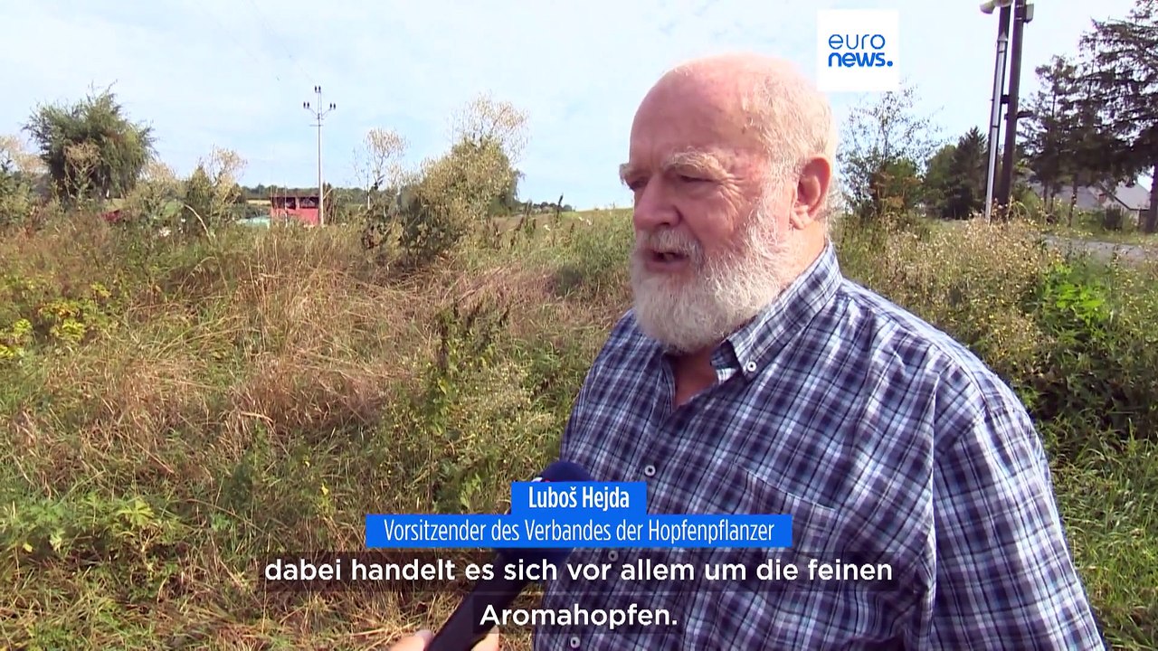 Beginn der Hopfenpflücksaison in Tschechien, Landwirte erwarten gute Ernte