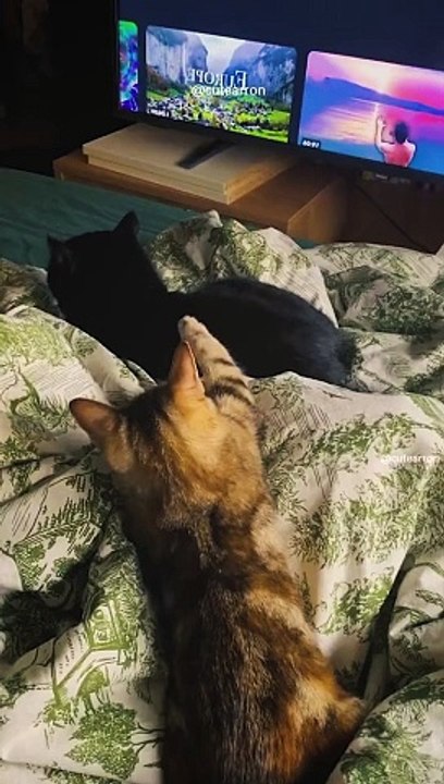 Cats Funny 
