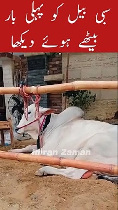 Sibbi Bail ko Pahli dafa Betha hua Dekha