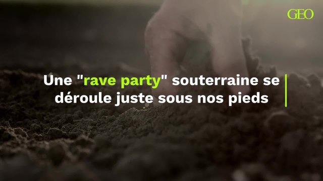 Une rave party souterraine se déroule juste sous nos pieds, dans les sols en bonne santé