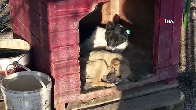 Sürü halinde dolaşan başıboş köpekler korkutuyor