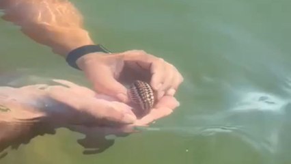 Man gets to hold the eerily fascinating Red Nose Cockle while bathing in seawater