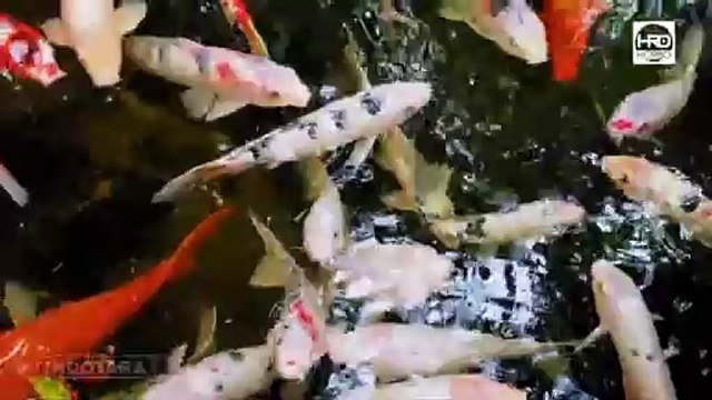 KOLAM KOI BERSIH DAN SEHAT PAKAI HORBO BIOCHEMICAL BRUSHTYPE FILTER - HYC-01