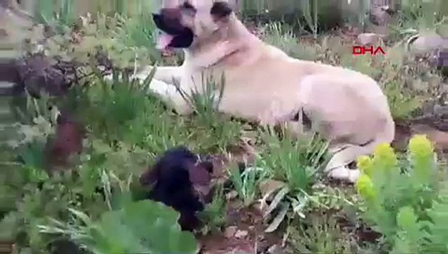 ''Erzurum'un Kralı'' bir kez daha krallığını yaptı ve yine sadık kaldı