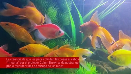 El pez dorado tiene una memoria más larga de lo que se pensaba