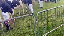 Judge gives a knowing tap to the winners of the champion Holstein at Hoslworthy Show 2024