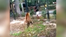 La policía busca a esta joven que entró en la jaula del tigre en un zoo para tocarlo