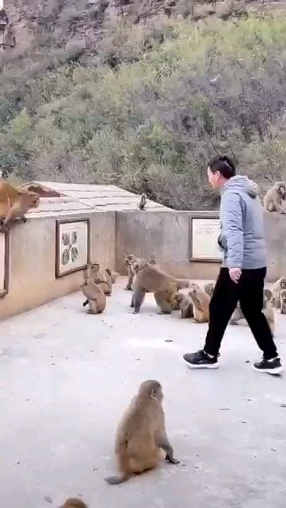 Brothers monkey hand speed is too fast, haha the monkey has become a spirit. please do not imitate