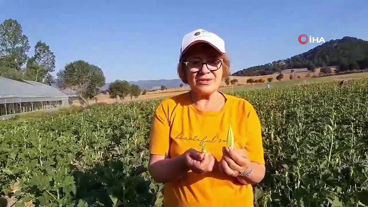 Çiftçi Perişan Halde! Ürün Değeri Toplatma Masrafını Karşılamayınca "Kendin Topla, Yarı Fiyatına Al" Uygulaması Başlattı