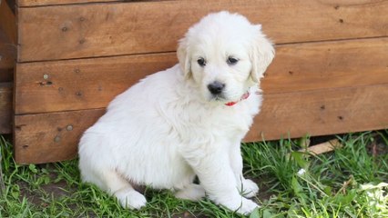 National Dog Day: How we can celebrate our furry friends?