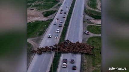 Una mandria di dromedari blocca il traffico in Oman