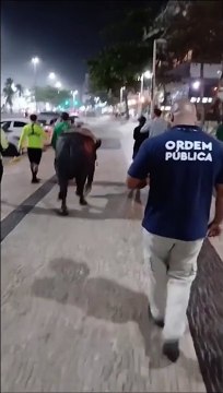Homem passeia com búfalo na Praia de Copacabana e surpreende banhistas