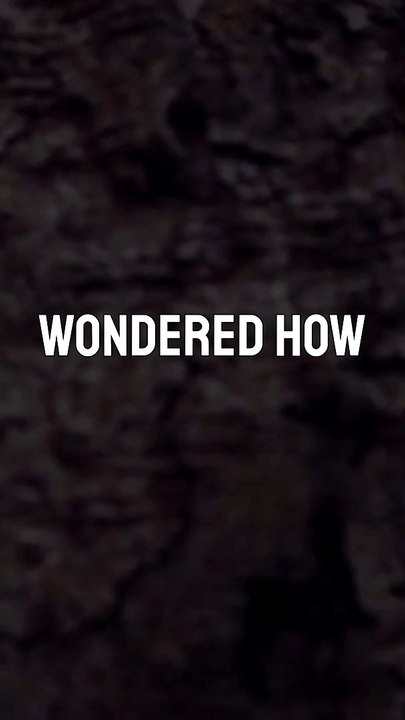 How Long Can Trees Live?