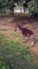 Okapi on the move from Chester to Doncaster's Yorkshire Wildlife Park