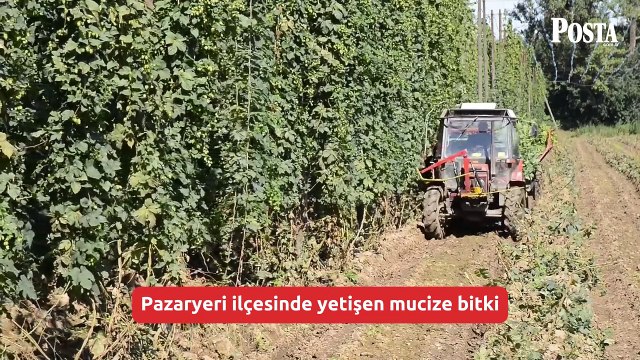 Türkiye’den dünyaya satılıyor! Faydaları say say bitmiyor