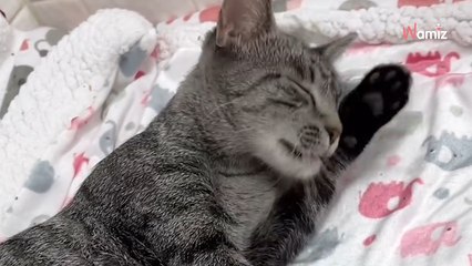 Ils trouvent un chaton de 5j abandonné dans une cour : face à l'urgence, ils ont le bon réflexe (vidéo)