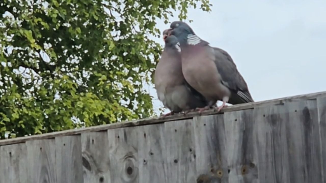 Pigeon romance goes awry after male decides to keep the fun short & sweet