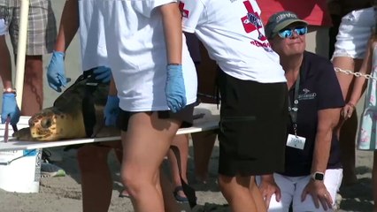 NO COMMENT: Devuelven al mar a una tortuga rehabilitada en Florida tras encontrarla enferma