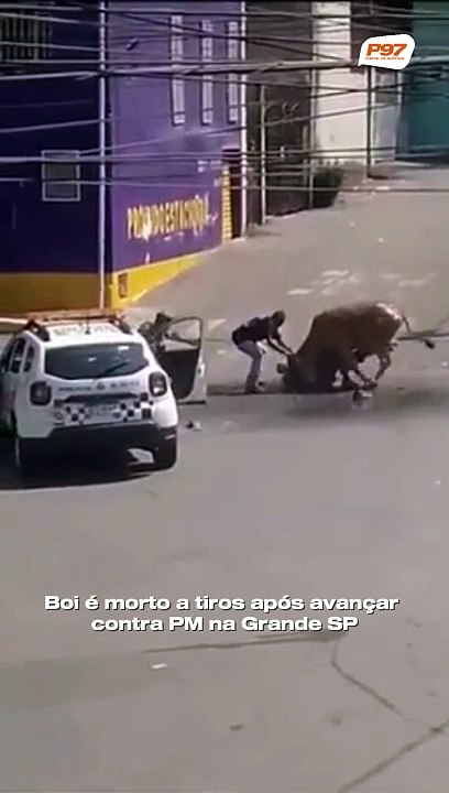 Boi é morto a tiros após avançar contra PM na Grande SP