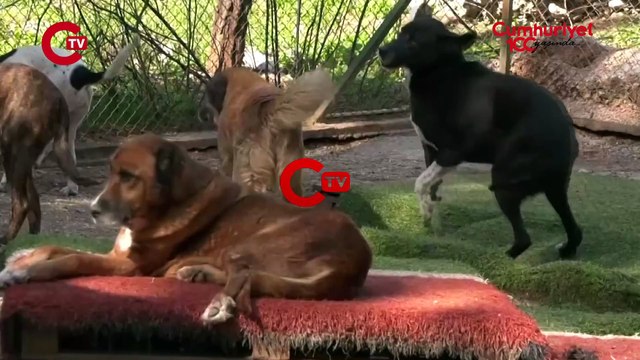 ‘Hayvan sahiplenirken öncelik dış görünüş olmasın’