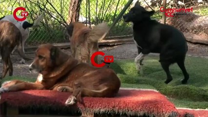 ‘Hayvan sahiplenirken öncelik dış görünüş olmasın’