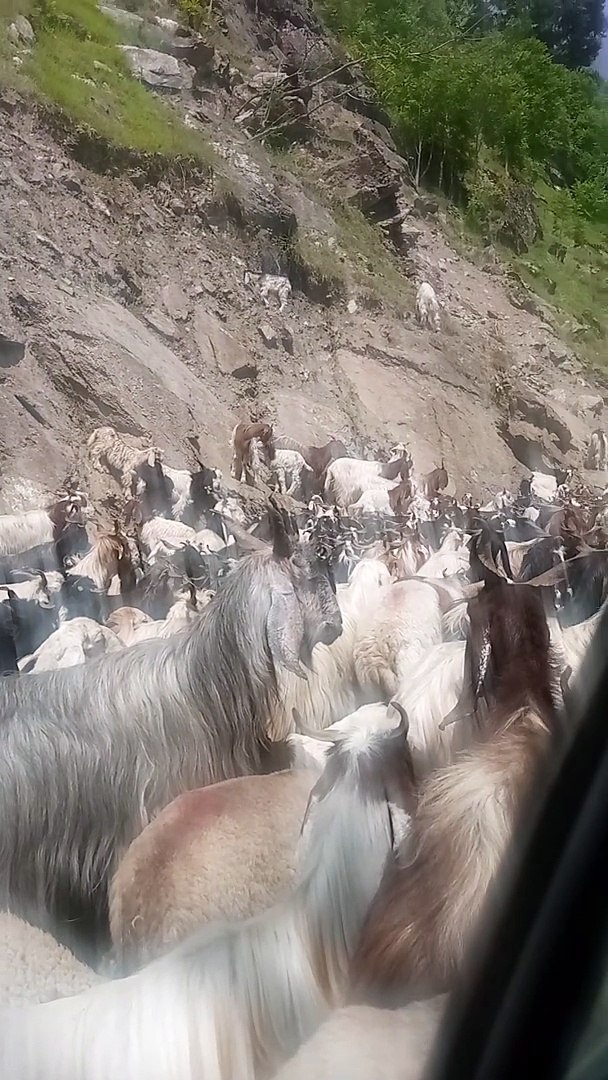 Goats travel destination