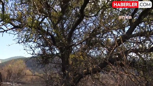 Ankara'da çıkan orman yangınında 13 yayla evi ve bir cami kül oldu