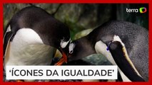 Pinguim famoso por 'casamento gay' morre na Austrália