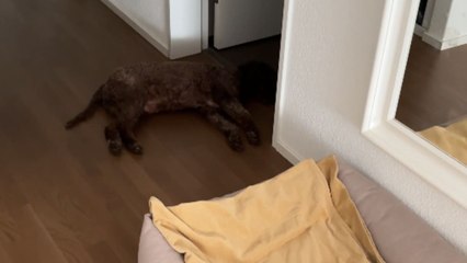 Pup takes the baby's pacifier and naps on the floor without a care