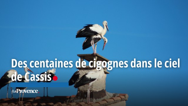 Des centaines de cigognes dans le ciel de Cassis
