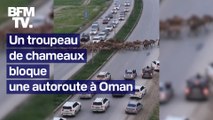 À Oman, des dizaines de chameaux bloquent la circulation sur une autoroute