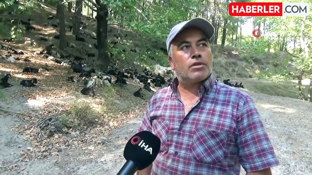 Aydın'da keçi sürüsü ve çoban azaldı, orman yangınları arttı