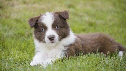 National Dog Day: How to choose a dog breeder and what red flags to avoid