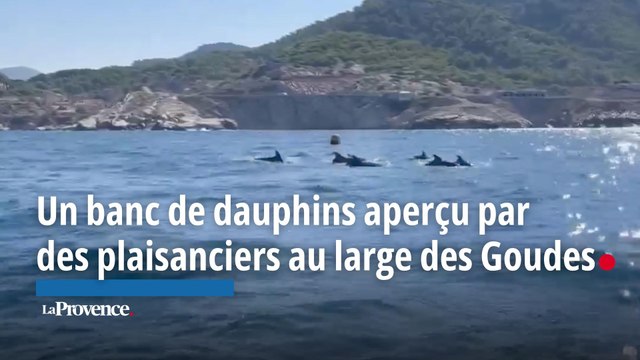 Marseille : un banc de dauphins aperçu par des plaisanciers au large des Goudes