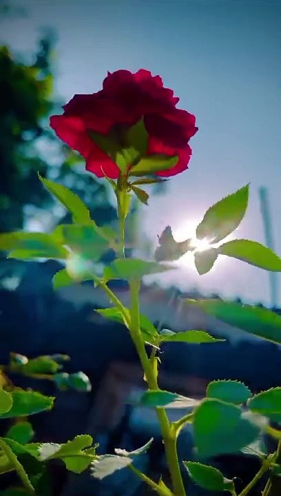 Nature