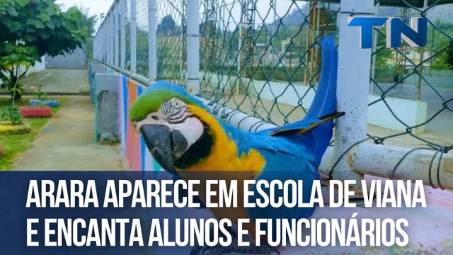 Arara aparece em escola de Viana e encanta alunos e funcionários
